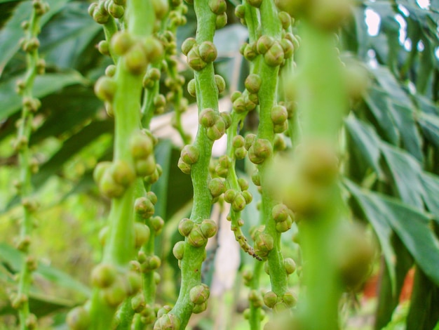 Noix de bétel verte suspendue dans l'arbre