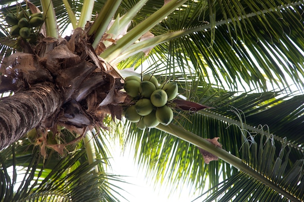 noix de coco accrochent sur une vue de dessous de palmier