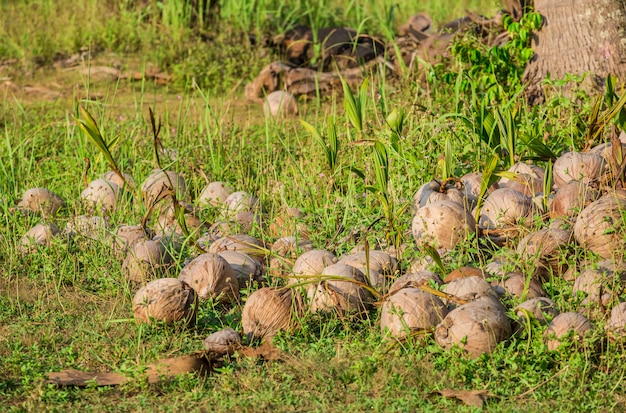 Noix de coco au sol