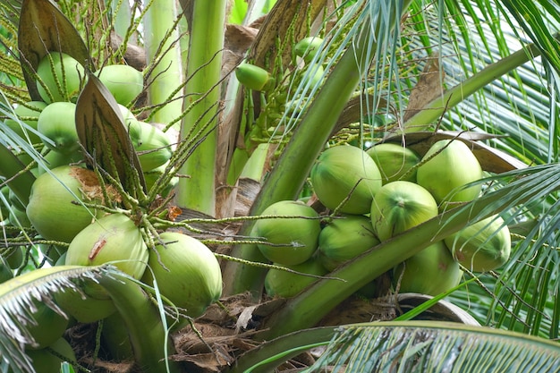 Noix de coco sur la branche d'arbre