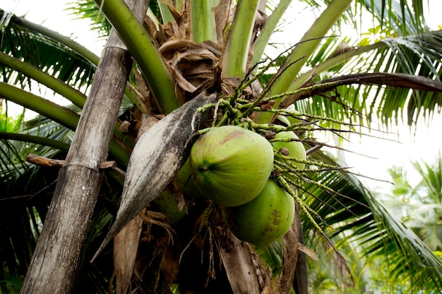 Des noix de coco sur un cocotier dans une ferme biologique dans la province de Samut Songkram en Thaïlande