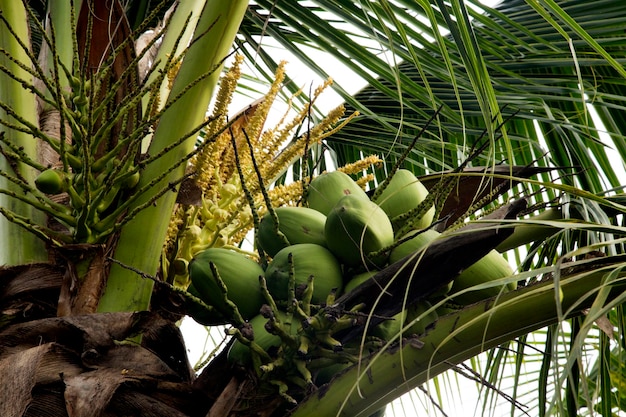 Des noix de coco sur un cocotier dans une ferme biologique dans la province de Samut Songkram en Thaïlande