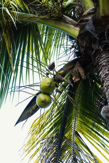 noix de coco sur un cocotier