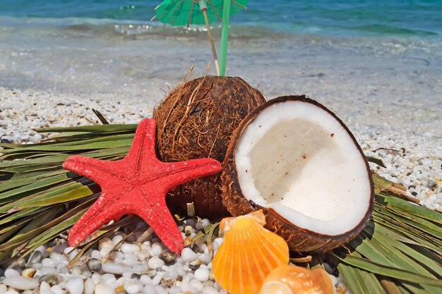 Noix de coco et étoiles de mer au bord de l'eau