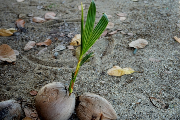 Une noix de coco germée au sol