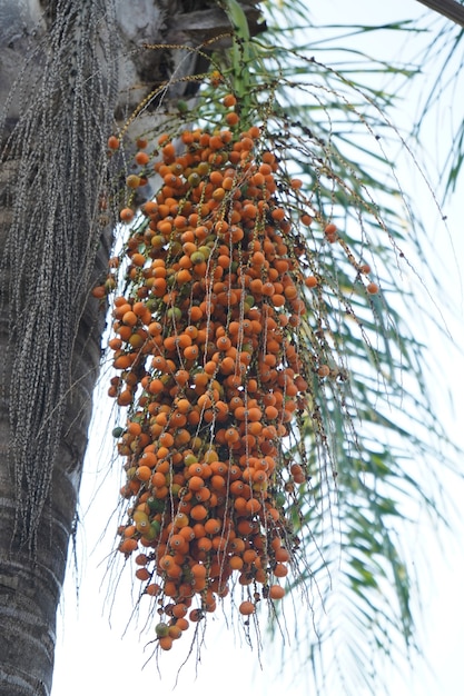 Noix de coco jaunes accrochées au cocotier