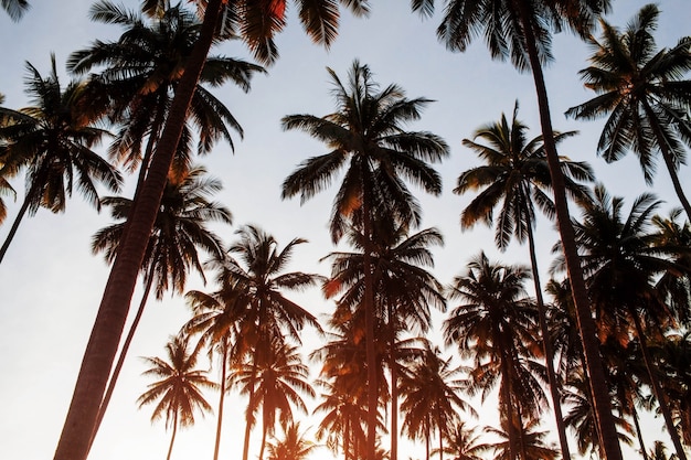 Noix de coco avec le lever du soleil.