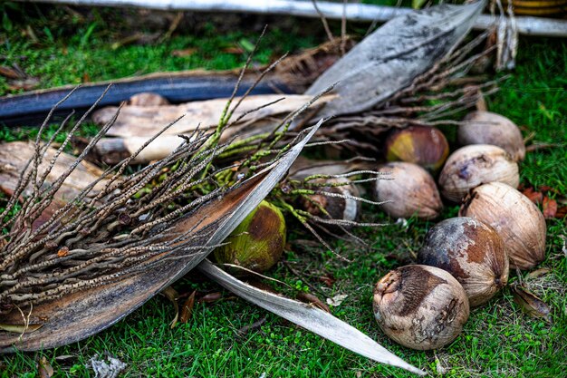 Photo la noix de coco mûre dans le jardin