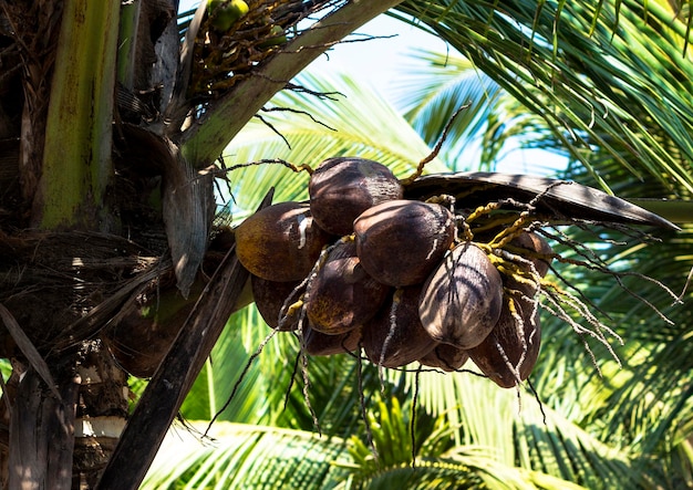 Photo des noix de coco sur un palmier sur la plage