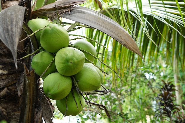 Noix de coco parfumée dans l'arbre