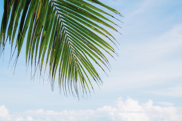 La noix de coco part avec le ciel.