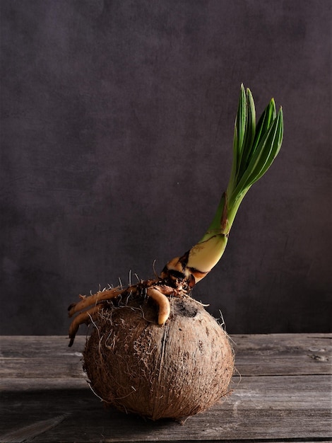 Noix de coco qui a germé et commence à pousser pousse de noix de coco Cocos Nucifera