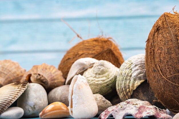 Noix de coco, roches et coquillages dans le concept de plage