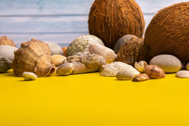 Noix de coco, roches et coquillages dans le concept de plage