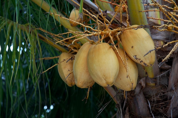 les noix de coco royales jaunes s'élèvent sur un palmier