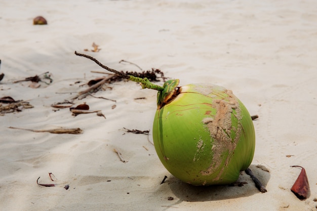 Noix de coco sur le sable.