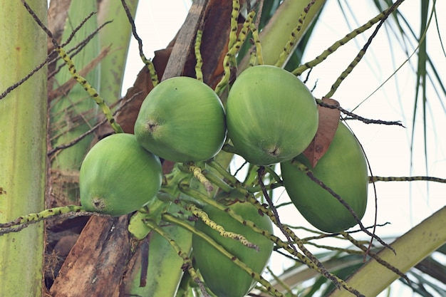 Noix de coco en tropical