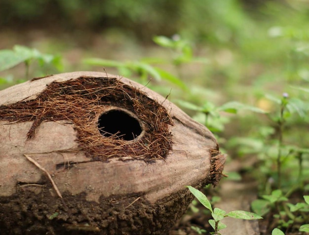 noix de coco avec des trous mangés par les écureuils