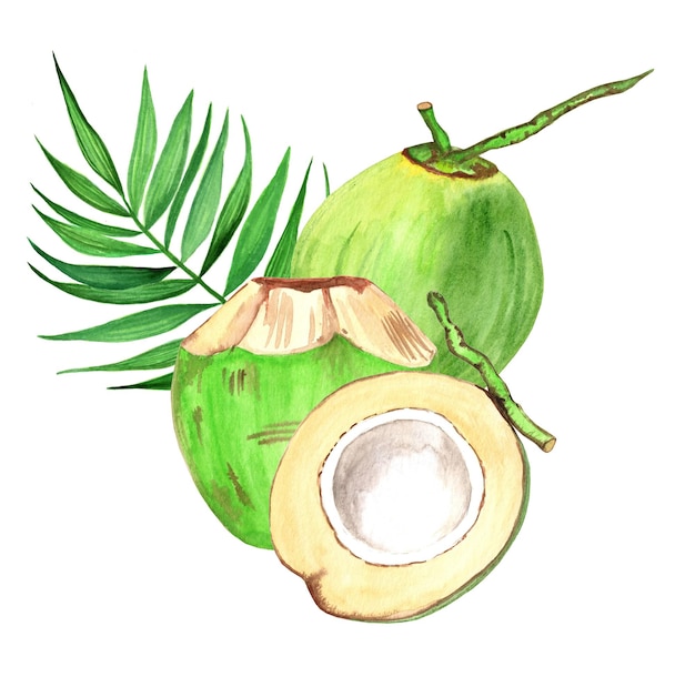 Noix de coco vert aquarelle