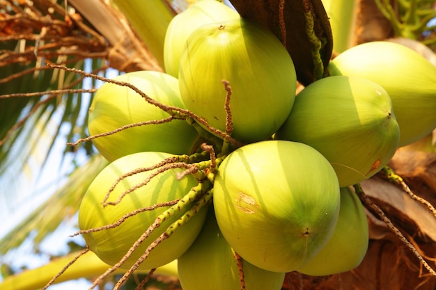 Noix de coco