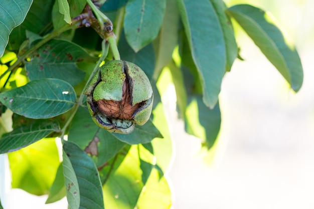 La noix avec une coquille fissurée mûrit sur l'arbre_