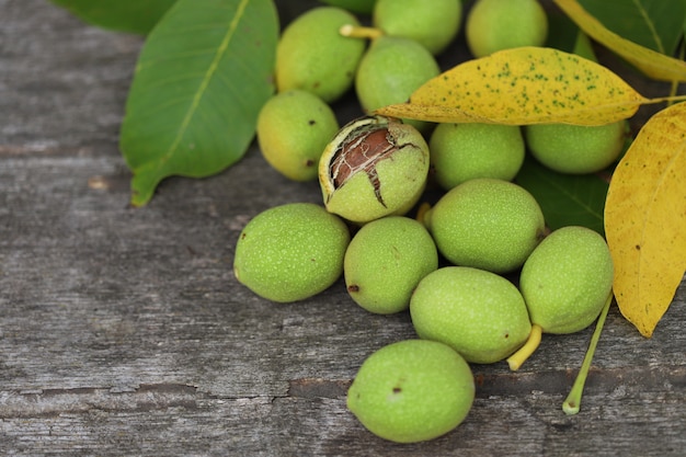 Noix cueillies dans un arbre dans une coquille verte