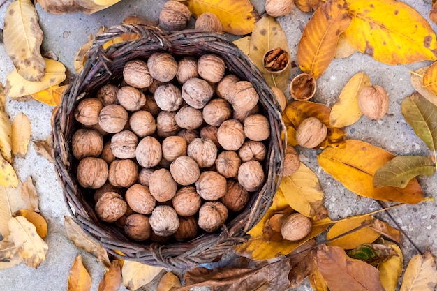 Noix dans un panier en osier sur une des feuilles jaunes tombées