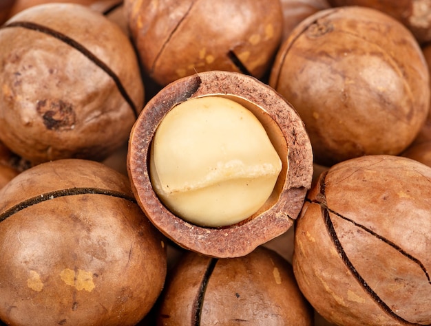 La noix de macadamia : un fruit à coque à découvrir