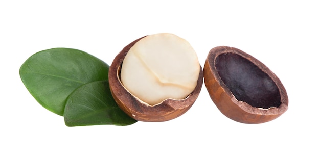 Une noix de macadamia est représentée à côté d'une feuille verte.
