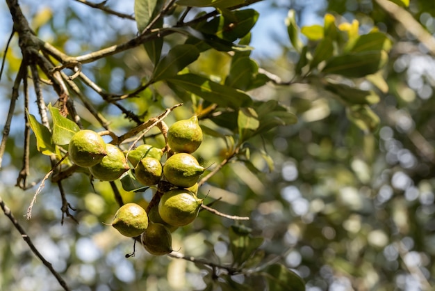 Noix de macadamia prêtes pour la récolte