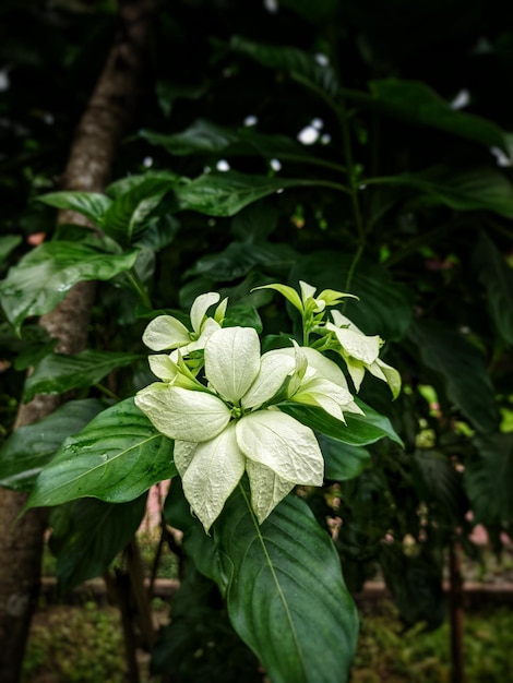 Photo la noix de malabar est une plante les gens utilisent la feuille pour fabriquer des médicaments