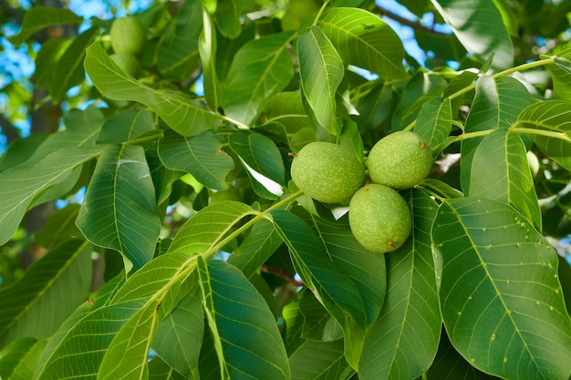 Noix de maturation sur un gros plan d'arbre