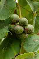 Photo noix de pekea fruit de l'espèce caryocar brasiliense