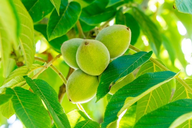 Noix vertes sur un arbre. Beaucoup de noix sur un arbre, nature