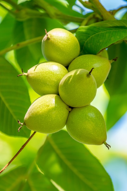 Noix vertes sur un arbre. Beaucoup de noix sur un arbre, nature