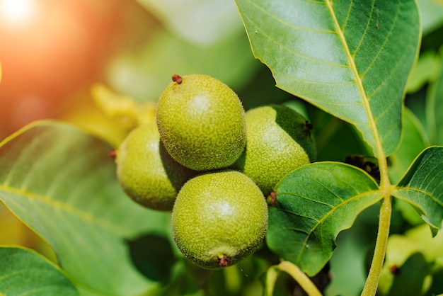 Noix vertes sur un arbre dans la nature