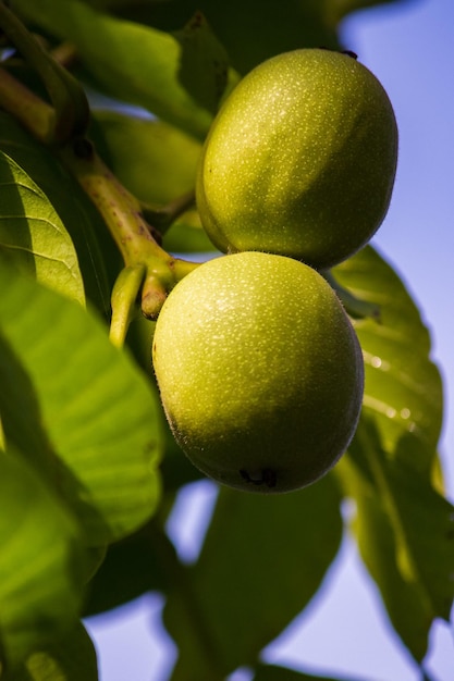 Les noix vertes mûrissantes poussent sur un arbre à proximité