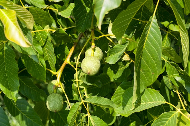 Noix vertes non mûres en été, un arbre avec des noix vertes dans la culture de noix