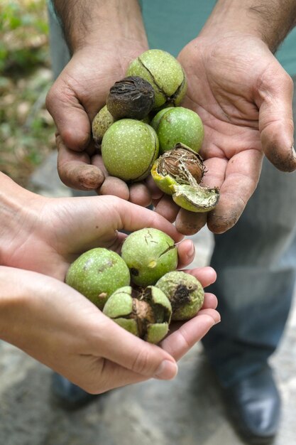 Noix vertes non pelées entre les mains des agriculteurs vue latérale