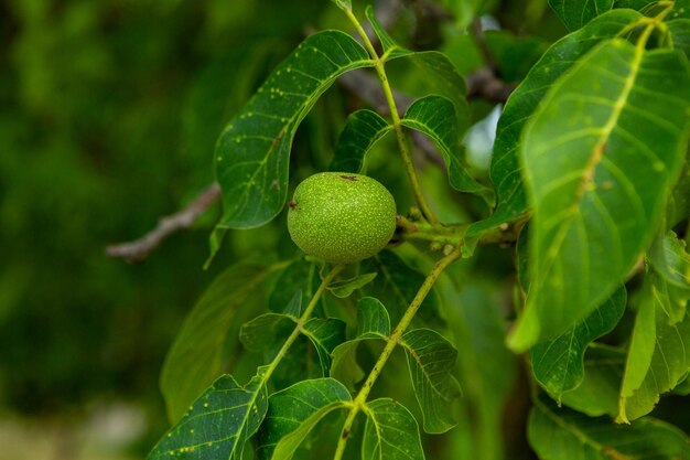 Noix vertes poussant sur un arbre dans le jardin en été