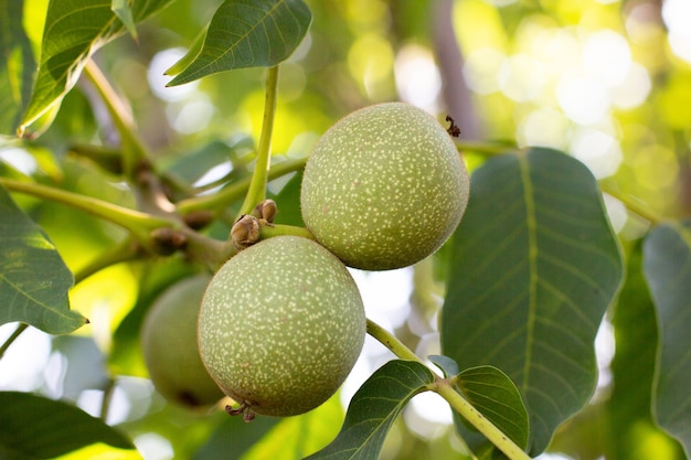 Noix vertes poussant sur un arbre