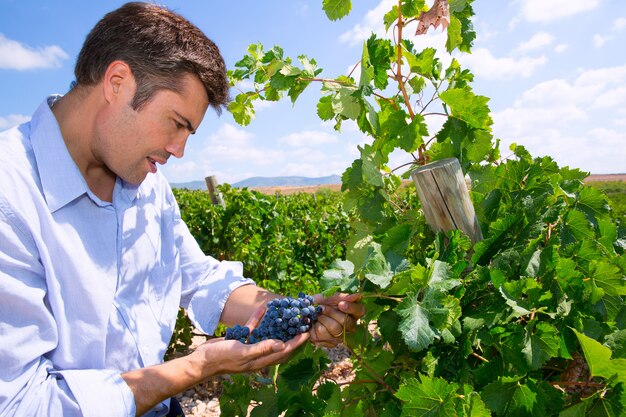 Œnologue vigneron vérifiant les raisins de Tempranillo