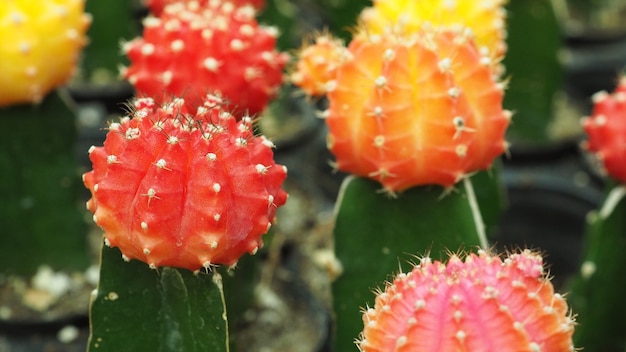 Le nom du cactus est Gymno ou Gymnocalycium mihanovichii.