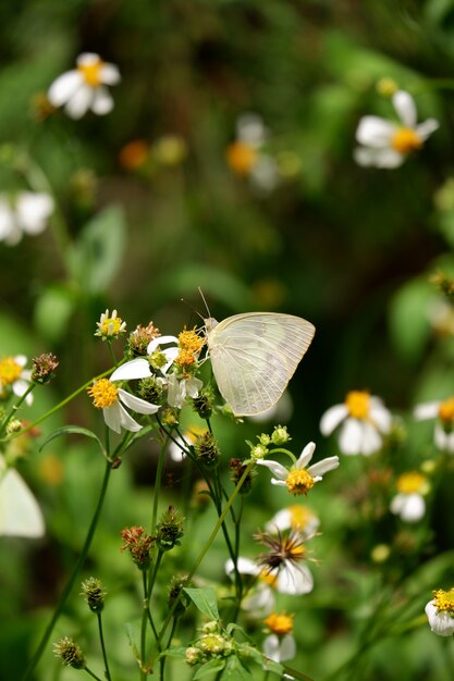 Le nom du papillon jaune est The Lemon Emigrant (Catopsilia Pomona)