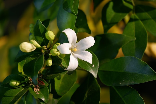 Nom de fleur blanche Murraya paniculata libre