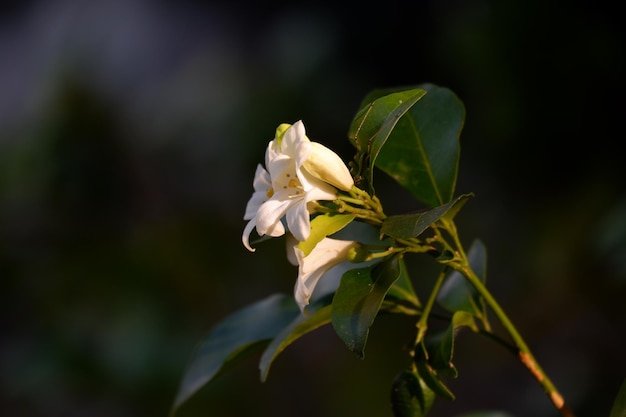 Nom de fleur blanche Murraya paniculata libre