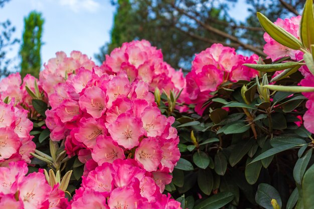 le nom de ces fleurs rhododendron. ces rhododendrons nommés pêche