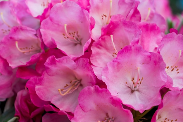 le nom de ces fleurs rhododendron. ces rhododendrons nommés pêche