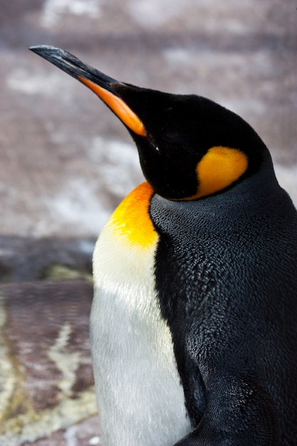 Nom latin Aptenodytes Patagonica, typique des îles Falkland