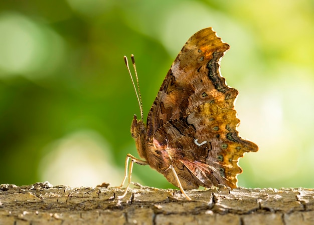Nom scientifique; Nymphalis c-album Papillon sur la fleur colorée dans la nature.